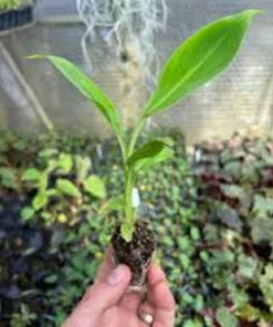 Double Mahoi Banana Plant - Edible Dwarf Cavendish Live Plant - Tropical Fruit Tree - Image 5