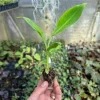 Double Mahoi Banana Plant - Edible Dwarf Cavendish Live Starter, Dwarf Variety - Image 1