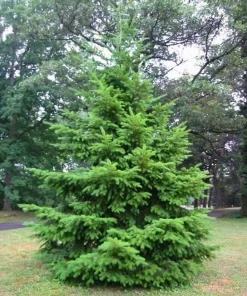 Douglas Fir Tree Bare Root - Pseudotsuga menziesii Starter Evergreen Conifer Plant - Image 5