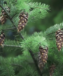Douglas Fir Tree Bare Root - Pseudotsuga menziesii Starter Evergreen Conifer Plant - Image 1