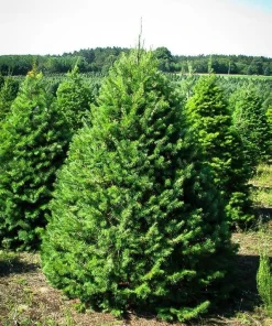 Douglas Fir Tree Bare Root - Pseudotsuga menziesii Starter Evergreen Conifer Plant - Image 8