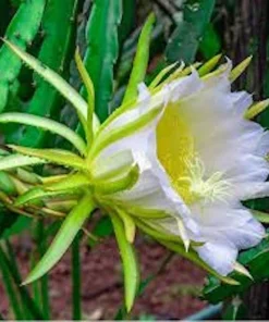 Dragon Fruit Plant Starter Plug - Hylocereus Hybrid Live Plant - Image 4