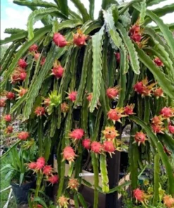 Dragon Fruit Plant Starter Plug - Hylocereus Hybrid Live Plant - Image 6