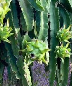 Dragon Fruit Plant Starter Plug - Hylocereus Hybrid Live Plant - Image 7