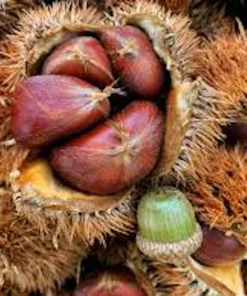 Dunstan Chestnut Tree Live Plant - 12-24in Tall Hybrid Bare Root - USDA Zones 5-8 - Image 3