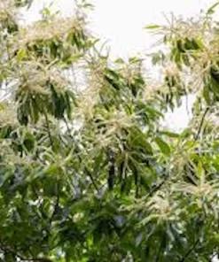 Dunstan Chestnut Tree Live Plant - 12-24in Tall Hybrid Bare Root - USDA Zones 5-8 - Image 4