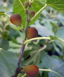 Dwarf Beer's Black Fig Tree Starter Plug - Ficus carica Live Plant - Image 3