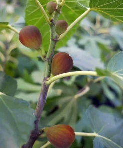 Dwarf Beer's Black Fig Tree Starter Plug - Ficus carica Live Plant - Image 7