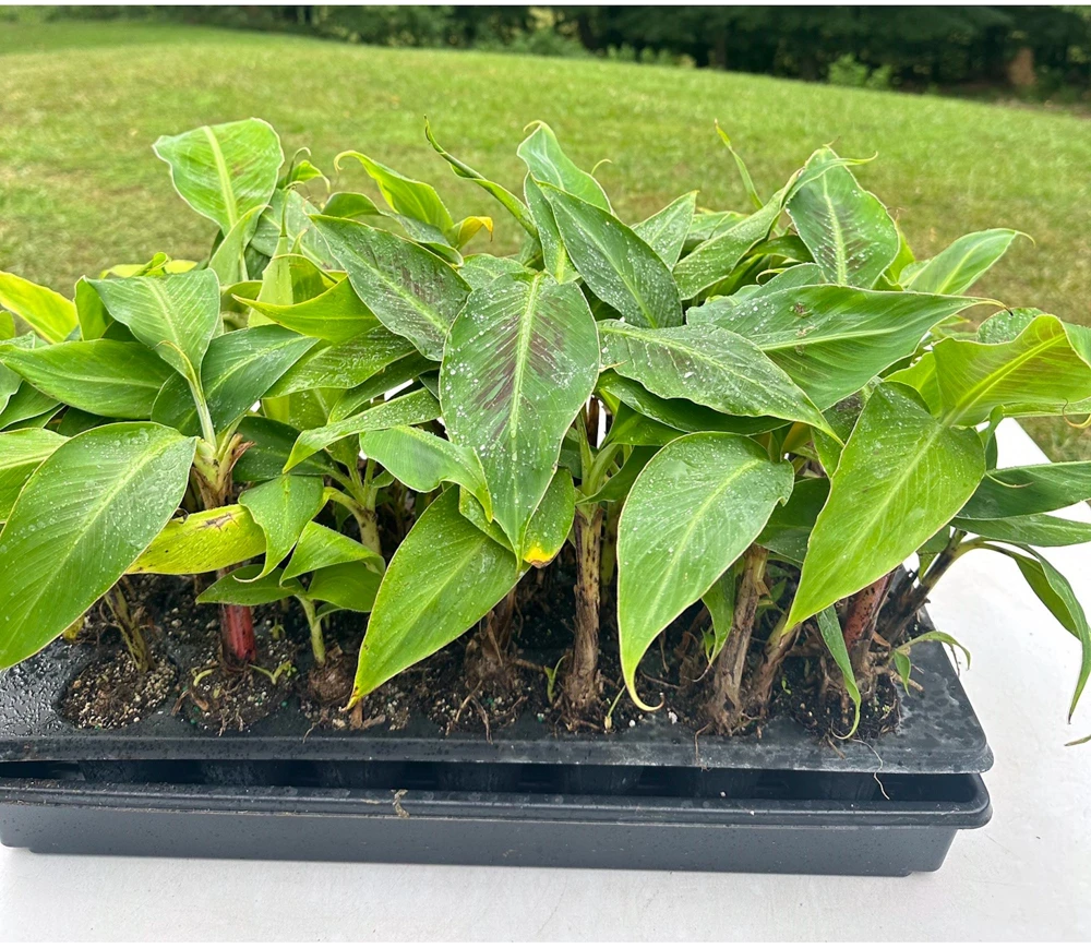 Dwarf Cavendish Banana Plant - Cold Hardy Fruit Tree - Live Bare Root - Image 1