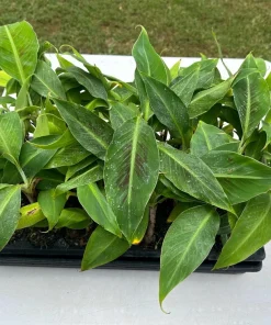 Dwarf Cavendish Banana Plant - Cold Hardy Tropical Fruit Tree - Live Bare Root - Image 3