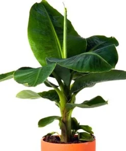 Dwarf Cavendish Banana Plant - Cold Hardy Tropical Fruit Tree - Live Bare Root - Image 5