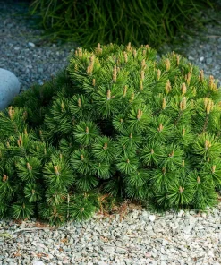 Dwarf Mugo Pine (Pinus mugo pumilio) Bare Root Starter Tree - Outdoor Shrub - Image 4