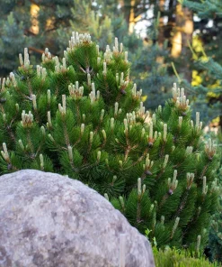 Dwarf Mugo Pine (Pinus mugo pumilio) Bare Root Starter Tree - Outdoor Shrub - Image 6
