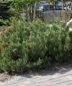 Dwarf Mugo Pine (Pinus mugo pumilio) Bare Root Starter Tree - Outdoor Shrub - Image 7