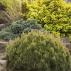 Dwarf Mugo Pine (Pinus mugo pumilio) Bare Root Starter Tree - Outdoor Shrub - Image 1