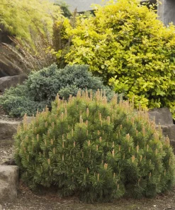 Dwarf Mugo Pine (Pinus mugo pumilio) Bare Root Starter Tree - Outdoor Shrub - Image 1