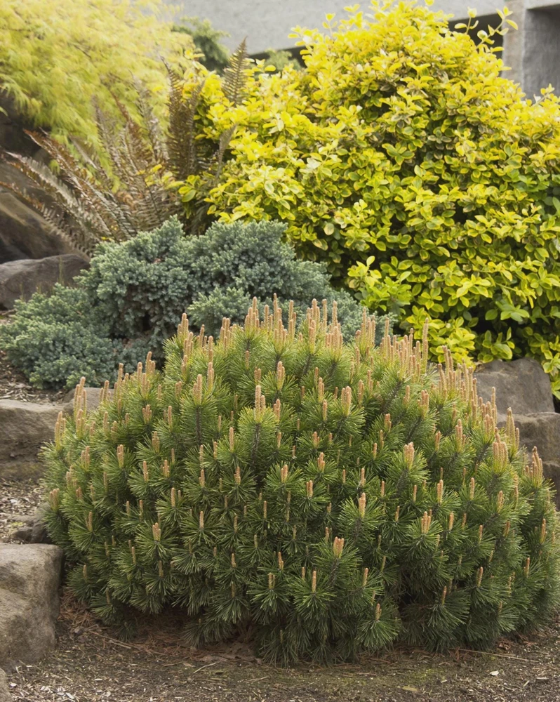 Dwarf Mugo Pine (Pinus mugo pumilio) Bare Root Starter Tree - Outdoor Shrub - Image 1
