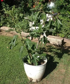 Dwarf Violet De Bordeaux Fig Live Plant - Zones 6-10 - Self-Pollinating - Image 2