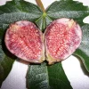 Dwarf Violet De Bordeaux Fig Live Plant - Zones 6-10 - Self-Pollinating - Image 1