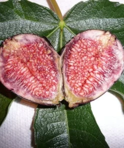 Dwarf Violet De Bordeaux Fig Live Plant - Zones 6-10 - Self-Pollinating - Image 1