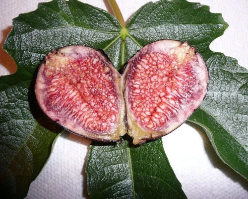 Dwarf Violet De Bordeaux Fig Live Plant - Zones 6-10 - Self-Pollinating - Image 1