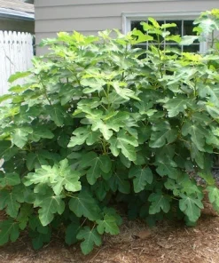 Dwarf Violet De Bordeaux Fig Live Plant - Zones 6-10 - Self-Pollinating - Image 3