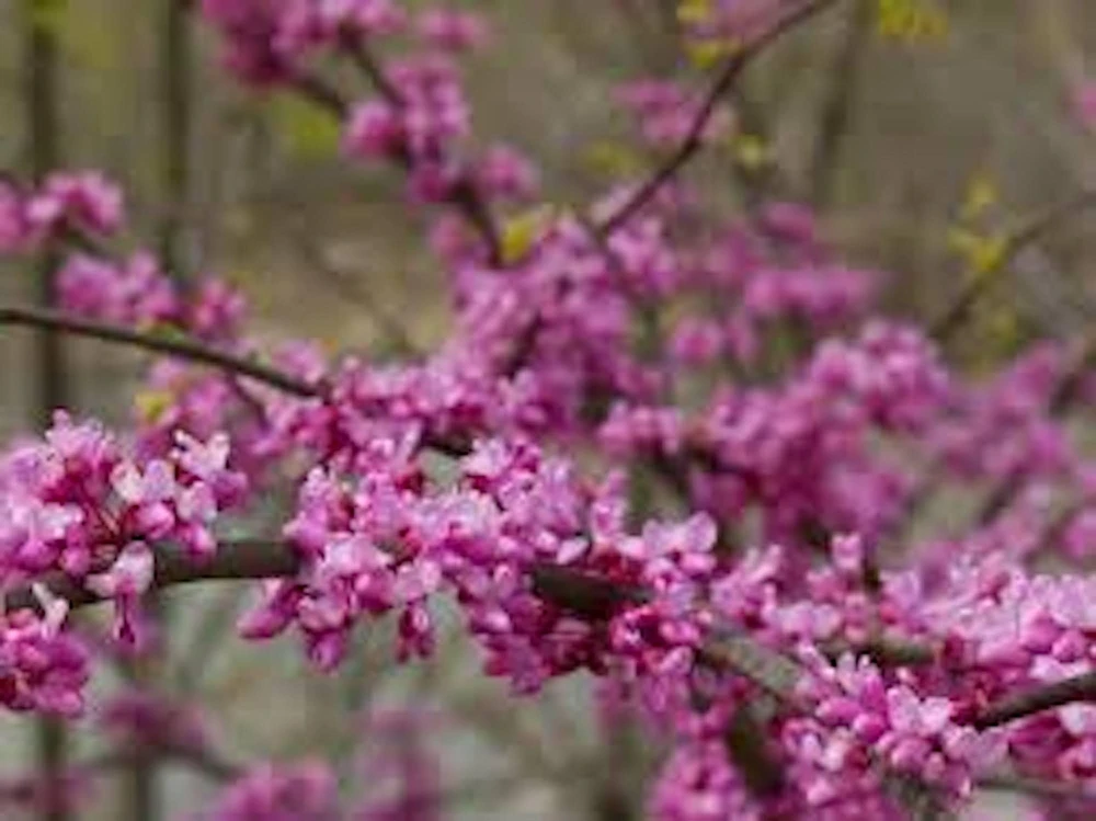 Eastern Redbud Tree - 12-24" Tall Bare Root Live Plant - Quart Pot - Image 3