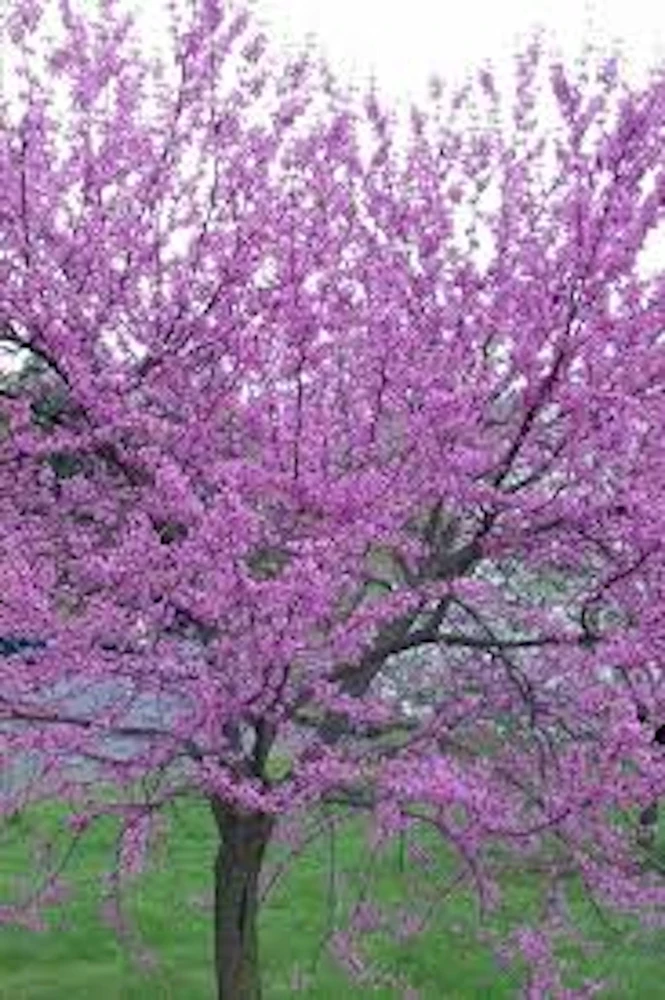 Eastern Redbud Tree - 12-24" Tall Bare Root Live Plant - Quart Pot - Image 4