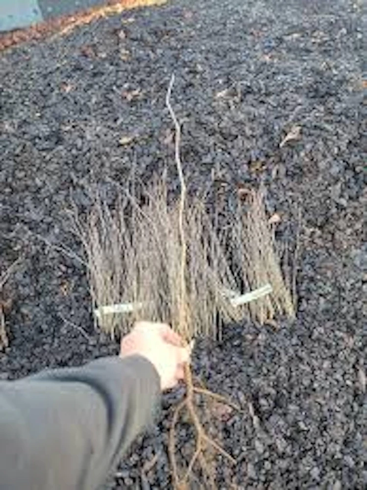 Eastern Redbud Tree - 12-24" Tall Bare Root Live Plant - Quart Pot - Image 5