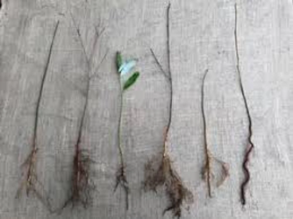 Eastern Redbud Tree - 12-24" Tall Bare Root Live Plant - Quart Pot - Image 7