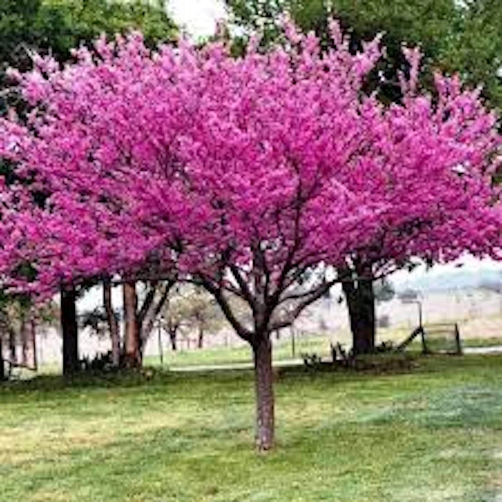 Eastern Redbud Tree Live Plant – 12-24" Tall Bare Root – Cercis canadensis - Image 1