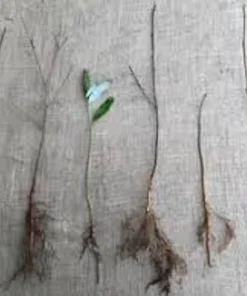 Eastern Redbud Tree Live Plant – 12-24" Tall Bare Root – Cercis canadensis - Image 2