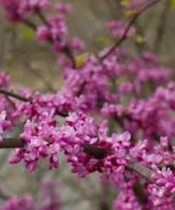 Eastern Redbud Tree Live Plant – 12-24