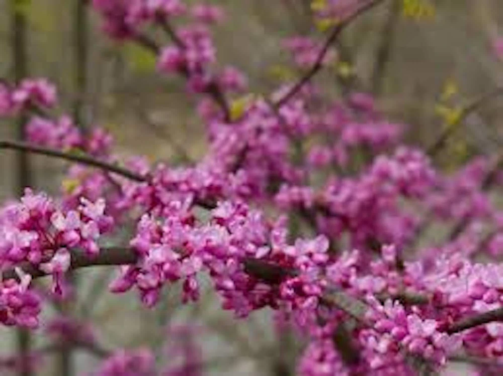 Eastern Redbud Tree Live Plant – 12-24" Tall Bare Root – Cercis canadensis - Image 3