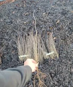 Eastern Redbud Tree Live Plant – 12-24