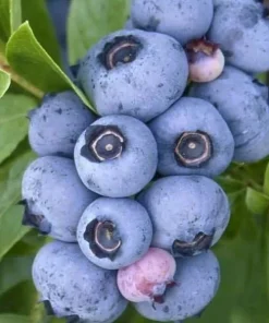 Emerald Blueberry Cutting - Vaccinium corymbosum Live Plant for Warm Climates, USDA Zones 8-10 - Image 2