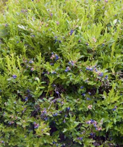 Emerald Blueberry Cutting - Vaccinium corymbosum Live Plant for Warm Climates, USDA Zones 8-10 - Image 4
