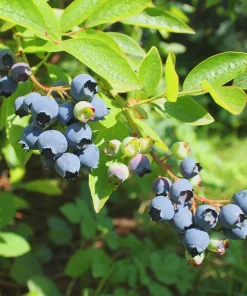 Emerald Blueberry Cutting - Vaccinium corymbosum Live Plant for Warm Climates, USDA Zones 8-10 - Image 7