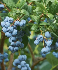 Emerald Blueberry Cutting - Vaccinium corymbosum Live Plant for Warm Climates, USDA Zones 8-10 - Image 1