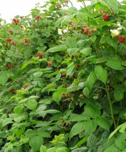 Everbearing Red Raspberry Live Plant - Starter Plant, Zones 3-8, Self-Pollinating - Image 2