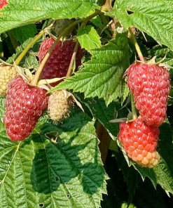 Everbearing Red Raspberry Live Plant - Starter Plant, Zones 3-8, Self-Pollinating - Image 3