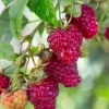 Everbearing Red Raspberry Live Plant - Starter Plant, Zones 3-8, Self-Pollinating - Image 1