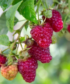 Everbearing Red Raspberry Live Plant - Starter Plant, Zones 3-8, Self-Pollinating - Image 1