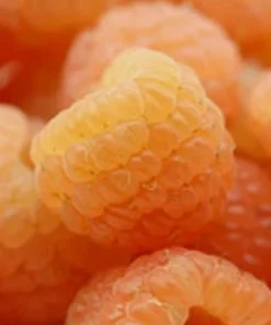 Fall Gold Raspberry Live Plant - Everbearing Gold Berries - Zones 3-8 - Image 2