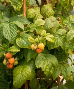 Fall Gold Raspberry Live Plant - Everbearing Gold Berries - Zones 3-8 - Image 3