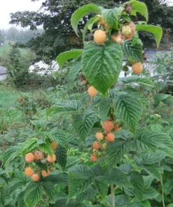 Fall Gold Raspberry Live Plant - Everbearing Gold Berries - Zones 3-8 - Image 4