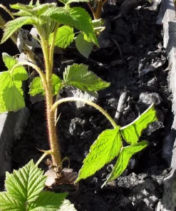 Fall Gold Raspberry Live Plant - Everbearing Gold Berries - Zones 3-8 - Image 5