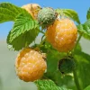 Fall Gold Raspberry Live Plant - Everbearing Gold Berries - Zones 3-8 - Image 1
