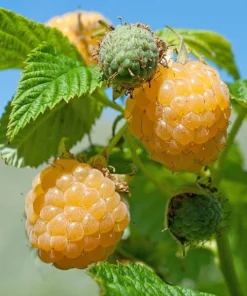 Fall Gold Raspberry Live Plant - Everbearing Gold Berries - Zones 3-8 - Image 1