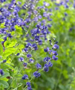 False Indigo Live Plant – Baptisia australis Wildflower Shrub – 12-24